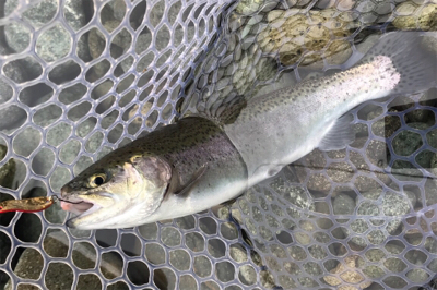 1Hit1ルアー縛り