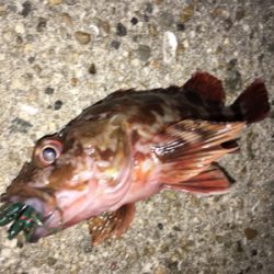 ワームでガシラ大漁