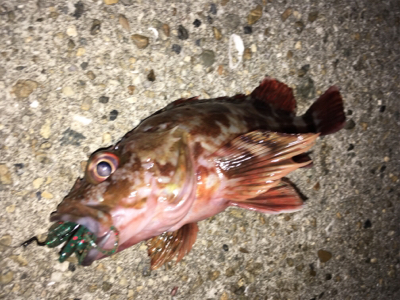 ワームでガシラ大漁