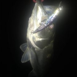 ３連続シーバス