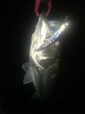 ３連続シーバス