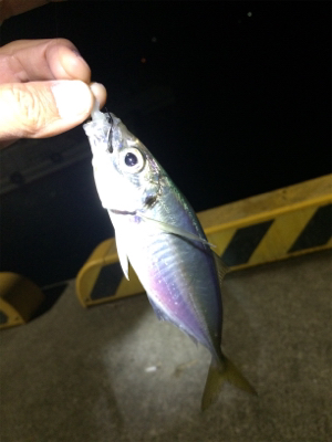 マリンピア沖洲でライトゲーム