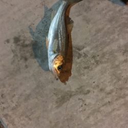 またまたチーバス！