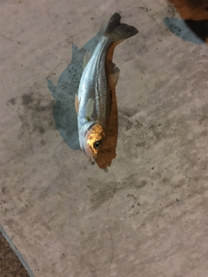 またまたチーバス！