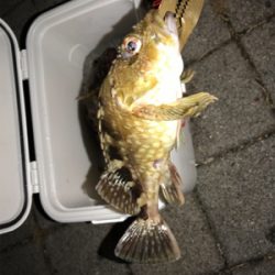 灘浜でライトゲーム