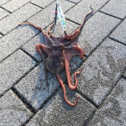 南港タコ釣り。
