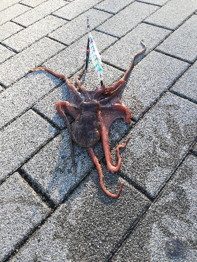 南港タコ釣り。