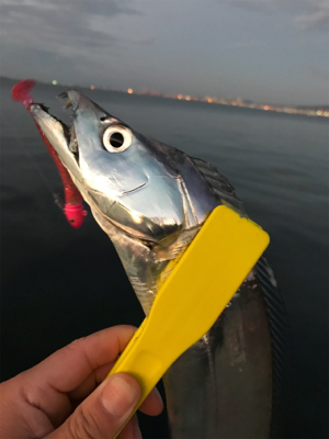 リレーでタチウオ3本ゲット ウキ→ルアー→…