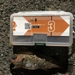 夕まずめ狙いのメバリング&エギングin御所浦