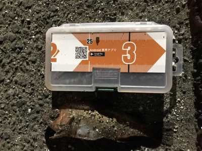 夕まずめ狙いのメバリング&エギングin御所浦