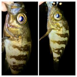 メバリンガー1705〜1750