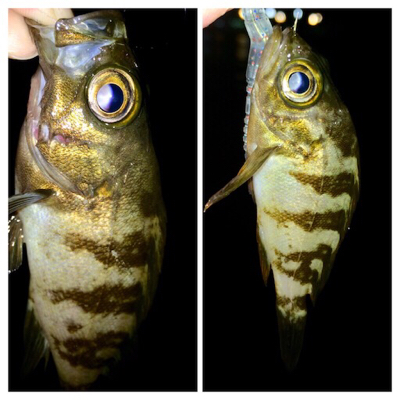 メバリンガー1705〜1750