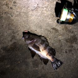 チビメバル&ガシラ〜青物バラし