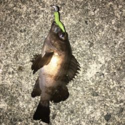 ガシラいっぱい