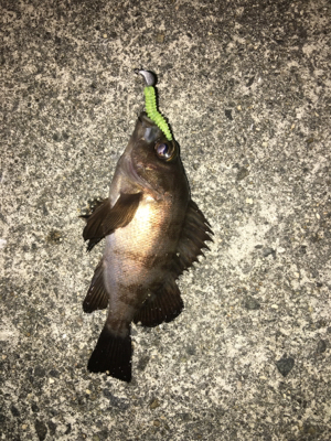 ガシラいっぱい