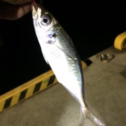 マリンピア沖洲でライトゲーム