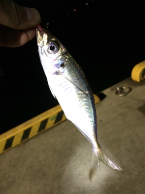 マリンピア沖洲でライトゲーム