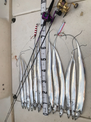 タチウオジギング