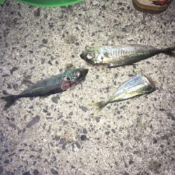 まったりヤエン