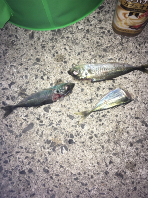 まったりヤエン