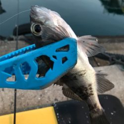 早朝メバリングin御所浦