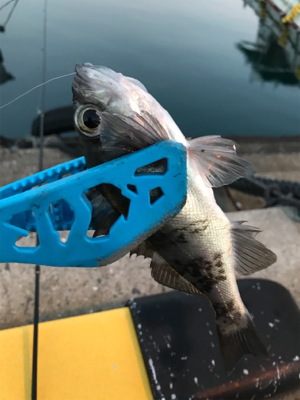 早朝メバリングin御所浦