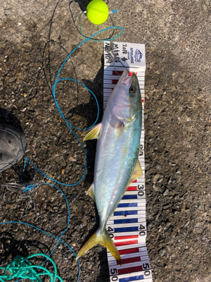 同じ場所で同じハマチ！？