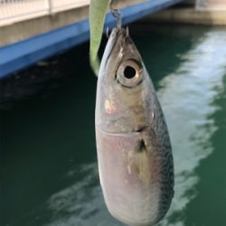 太刀魚渋くなってきた？