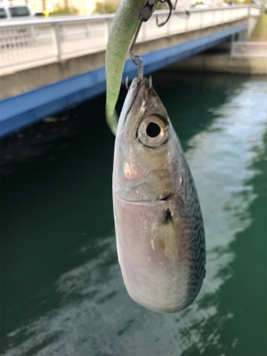 太刀魚渋くなってきた？