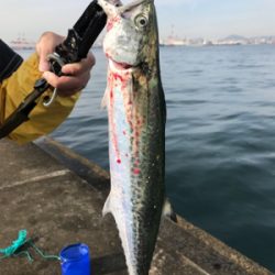 沖堤青物チャレンジ