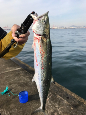 沖堤青物チャレンジ