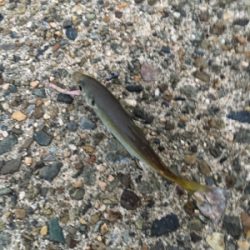 夕方短時間アジング