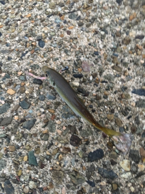 夕方短時間アジング