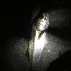 初回遊型＆初複数キャッチ(チーバスとセイゴ除いて)