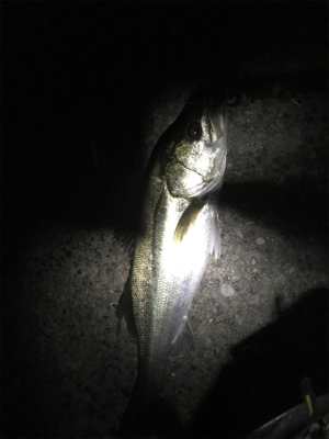 初回遊型＆初複数キャッチ(チーバスとセイゴ除いて)