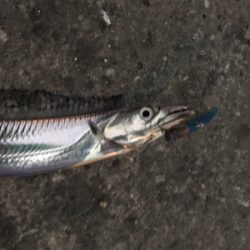 泉大津のタチウオはそろそろ