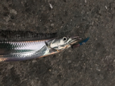 泉大津のタチウオはそろそろ