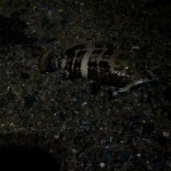 ライトロックフィッシュゲーム