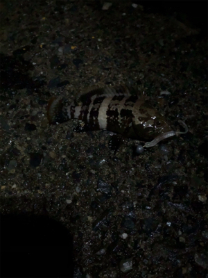 ライトロックフィッシュゲーム