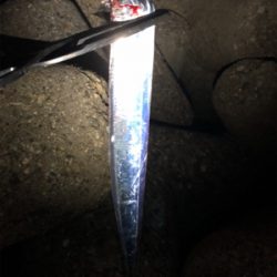 久々のタッチー調査