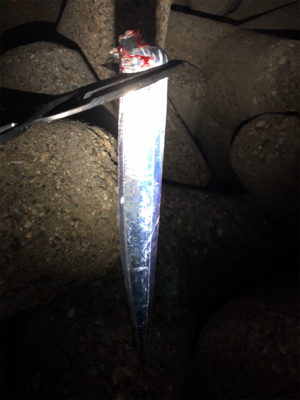 久々のタッチー調査