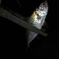 ナイトアジング