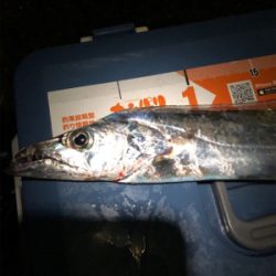 夕まずめ１時間タチ勝負