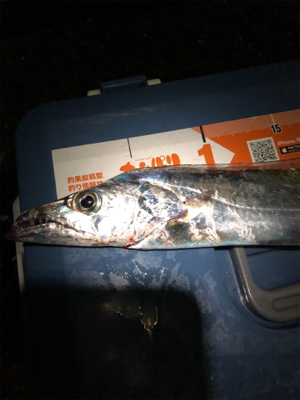 夕まずめ１時間タチ勝負