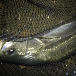 ハーモニカ食い