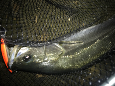 ハーモニカ食い