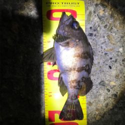 100均ワーム釣行Part2