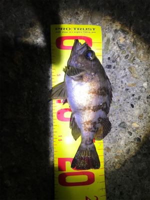 100均ワーム釣行Part2