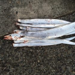 やっとドラゴン釣れました