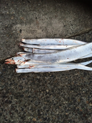 やっとドラゴン釣れました